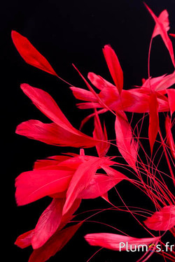 Coquetips chinchilla blanchis  - 13-18 cm - rouge